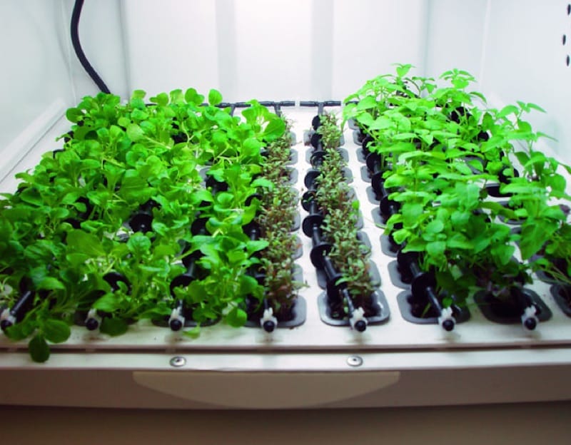 urban cultivator huerto inteligente